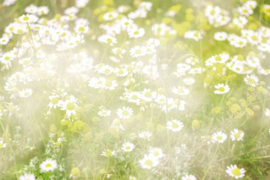 Çayırda özel çift pozlama efekti olan Daisy alanı, yakın çekim, makro fotoğrafçılık