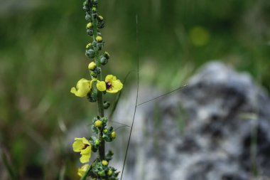 Bir tarlada güzel sarı çiçekler, yakın çekim, makro fotoğraf.