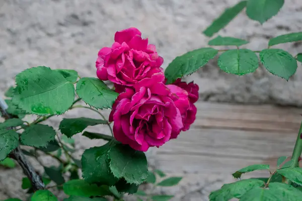 Bahçede yeşil yapraklı güzel güller, yakın çekim, makro fotoğrafçılık.