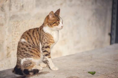 Ulusal bir parkta duvardaki güzel bir kedi, yakın çekim, açık hava fotoğrafçılığı.