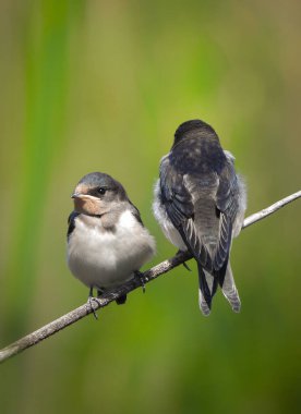 Ahır Kırlangıcı (Hirundo rustica)