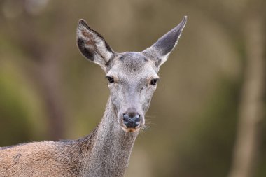 The red deer (Cervus elaphus) Wild Photography