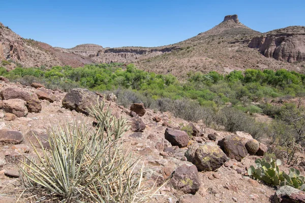 Lush Green Trees Stream Bottom Barren Desert Canyon Arizona — Stock Photo, Image