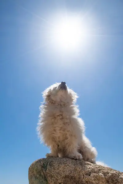 Güzel Pofuduk Beyaz Maltipoo Açık Mavi Gökyüzünde Parlak Güneşe Bakarken Telifsiz Stok Imajlar