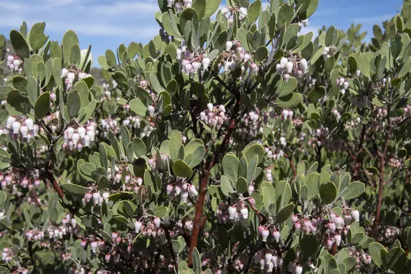在自然环境下 具有春天骨灰盒形粉红花朵的野生型龙舌兰尖叶曼萨尼塔植物 图库照片