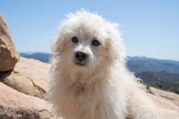 Portret Puszystego Białego Psa Maltipoo Siedzącego Szczycie Góry Słoneczny Dzień Obrazy Stockowe bez tantiem