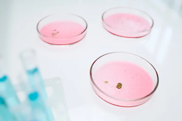 곰팡이를 키우거나 실험이나 연구를 새로운 박테리아를 키우는데 분홍빛 물질이 페트리 — 스톡 사진