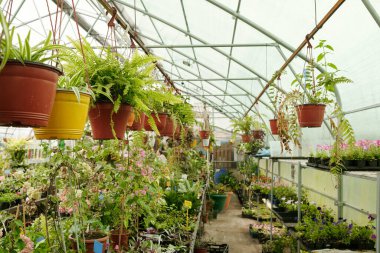 Saksılarda büyüyen yeşil bitkilerin yatay görüntüsü üstte asılı ve seranın dibinde duruyor.