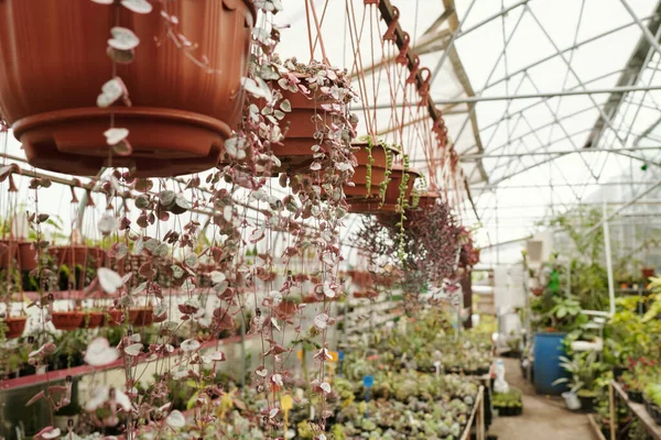 温室で販売のために成長しているポットの行にぶら下がっている植物の水平画像 — ストック写真