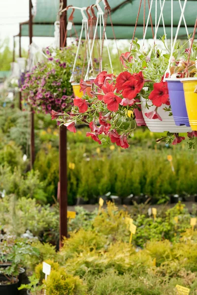 Vertikal Bild Vackra Blommor Hängande Krukor Toppen Blomstermarknaden — Stockfoto