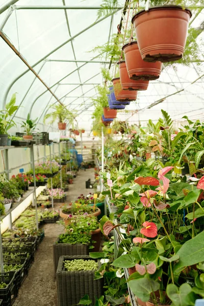 販売のための閉鎖市場で緑の植物や鉢植えの花の植え付けの垂直イメージ — ストック写真