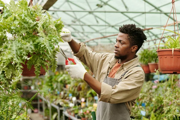 Jovem Agricultor Africano Cortando Plantas Verdes Penduradas Vasos Estufa Para — Fotografia de Stock
