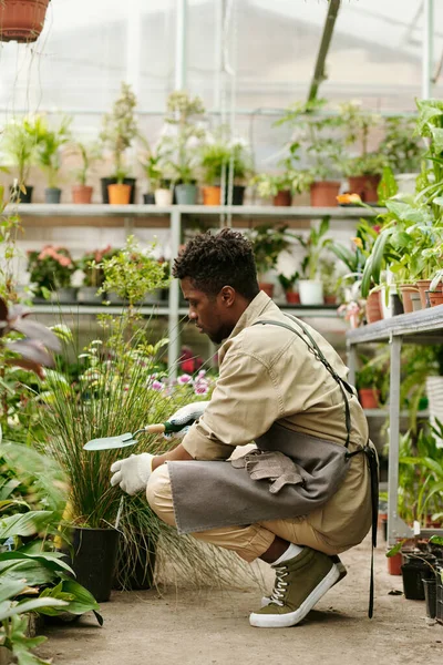 Afričan Mladý Květinář Zástěře Pomocí Lopaty Transplantaci Zelené Rostliny Větší — Stock fotografie