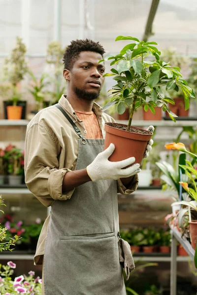 Afrykański Młody Ogrodnik Fartuchu Trzymający Roślinę Doniczkową Rękach Badający Liście — Zdjęcie stockowe