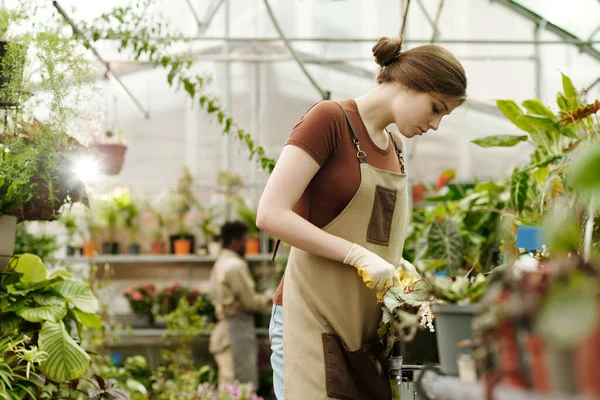 Gärtnerin Arbeitskleidung Pflegt Pflanzen Auf Töpfen Und Bereitet Sie Für — Stockfoto