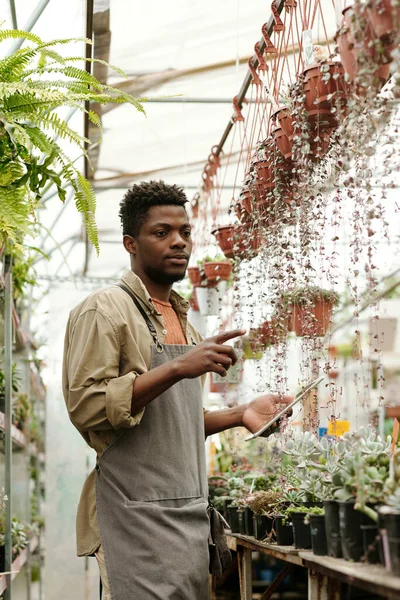 Африканский Молодой Садовник Фартуке Указывает Цветы Висящие Горшках Исследуя Имя — стоковое фото