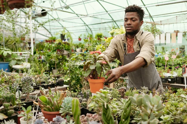 Trabajador Joven Africano Delantal Poniendo Planta Interior Mostrador Con Otras —  Fotos de Stock