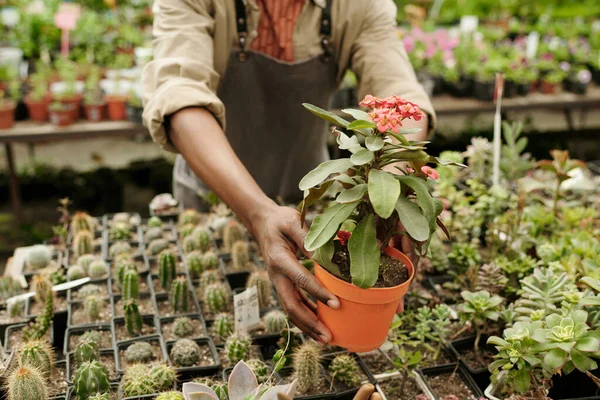 Närbild Florist Uniform Når Krukväxter Föreslår Att Köpa Den Blomsteraffär — Stockfoto