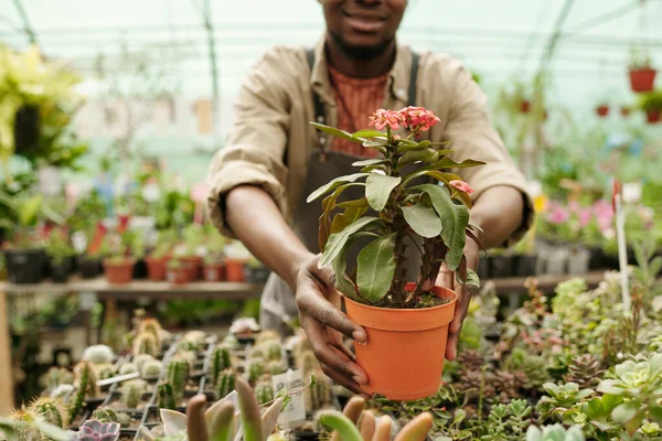 Zbliżenie Afrykańskiego Sprzedawcy Docierającego Rośliny Doniczce Sprzedaż Kwiaciarni — Zdjęcie stockowe