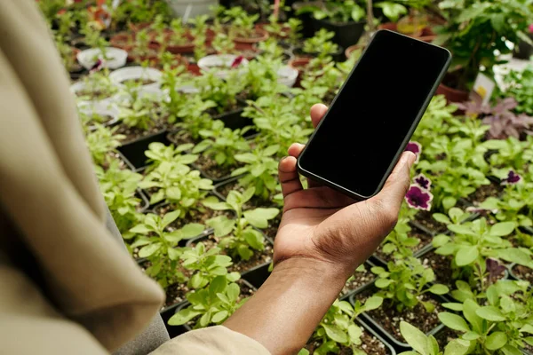 Close Gardener Holding Smartphone Make Photo Flowers Pots Greenhouse — Stock Photo, Image