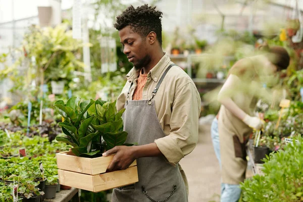 Afrykański Młody Pracownik Przynosi Pudełko Nowymi Roślinami Sprzedaż Rynku Kwiatów — Zdjęcie stockowe