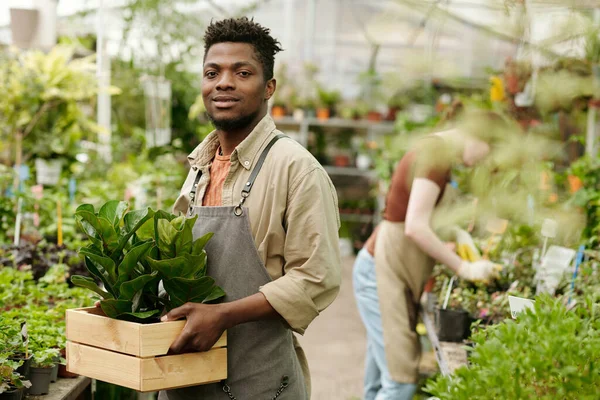 温室内の花の箱を持つアフリカの若い男性の保育園の所有者の肖像 — ストック写真