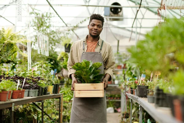 Портрет Африканского Молодого Садовника Форме Держащего Коробку Зеленым Растением Улыбающегося — стоковое фото