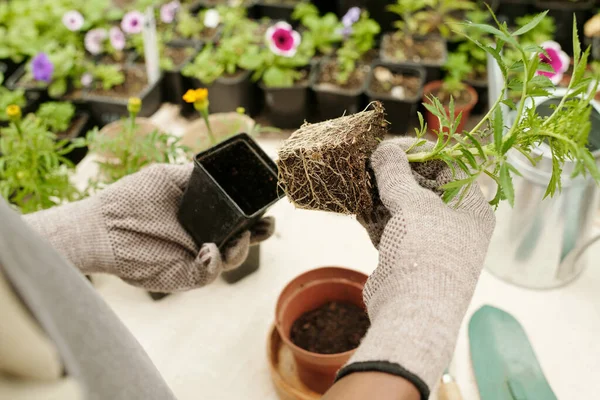 新しい鍋に移植するための屋内植物を取り出す庭師のクローズアップ — ストック写真