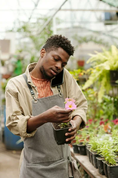 Afrykański Młody Kwiaciarnia Gospodarstwa Mały Różowy Kwiat Jego Rękach Mówi — Zdjęcie stockowe