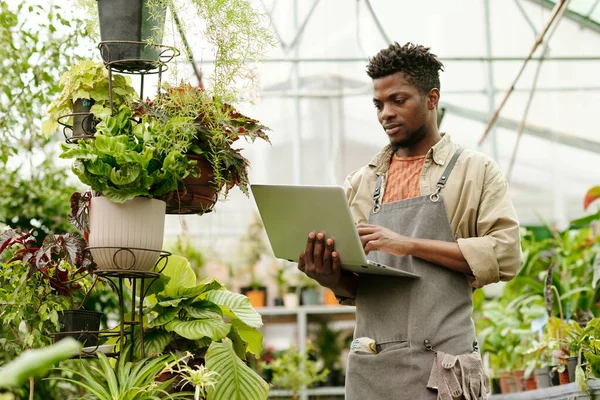 Африканский Серьезный Мужчина Ищет Ноутбуке Информацию Растениях Время Работы Цветочном — стоковое фото