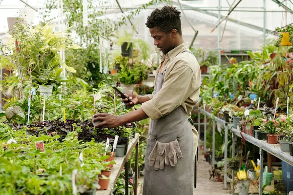 ソーシャルメディアのための彼のスマートフォンで植物の写真を撮る作業着のアフリカの若い花屋 — ストック写真