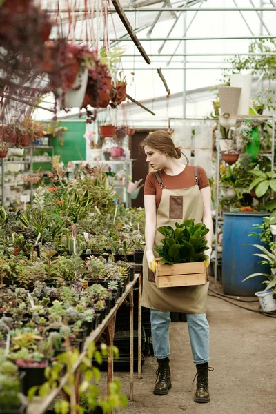 Blumenhändlerin Bringt Neue Pflanze Karton Die Theke Für Den Verkauf — Stockfoto
