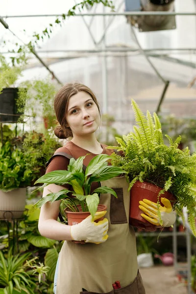 彼女の手に2つの鉢植えを保持し 花の店に立ってカメラを見て若い花屋の肖像画 — ストック写真