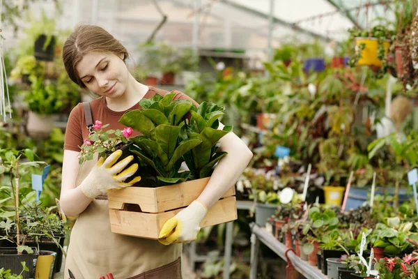 若い女性の花屋は 木製の箱に鉢植えの花を入れて店で販売のためにそれらを運ぶ — ストック写真