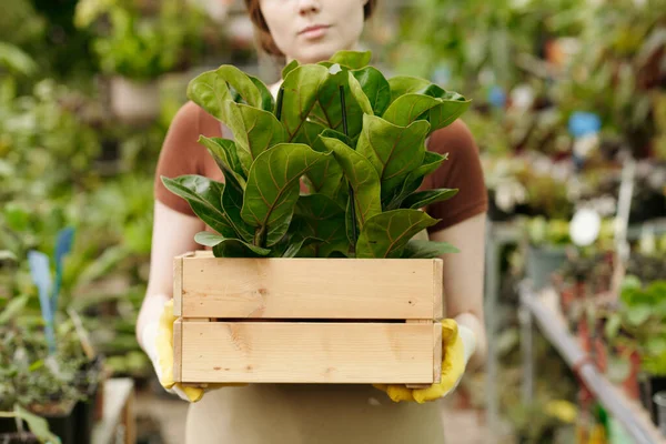 温室への移植のために準備緑の植物と木製の箱を保持している女性庭師のクローズアップ — ストック写真