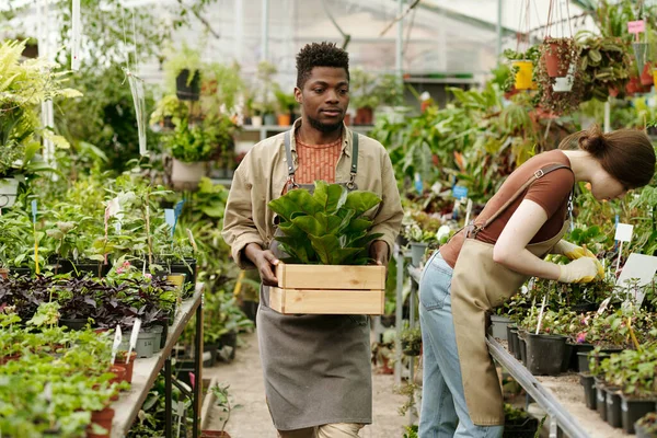 Afrykański Młody Pracownik Dostarczający Pudełko Roślinami Kwiaciarni Sprzedaż — Zdjęcie stockowe