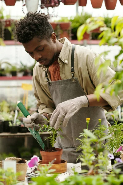 Jardinero Joven Africano Ropa Trabajo Plantación Planta Interior Maceta Mesa —  Fotos de Stock