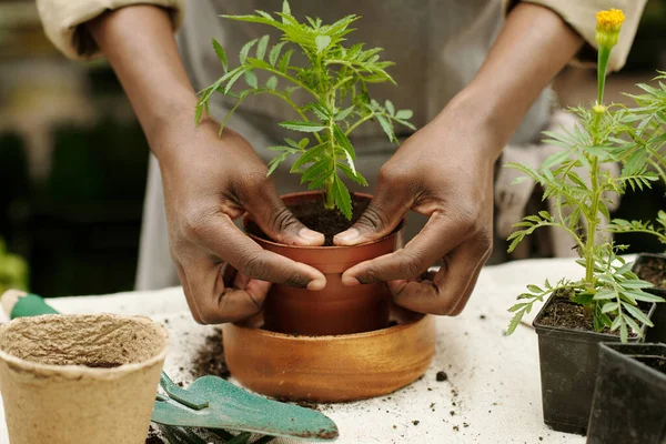 Close Chão Fertilização Florista Profissional Para Plantar Planta Verde Vaso — Fotografia de Stock