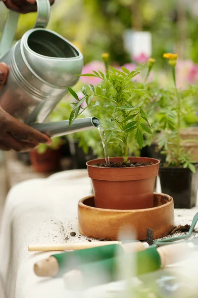 Close Jardineiro Planta Rega Vaso Com Regador Pode Após Transplante — Fotografia de Stock