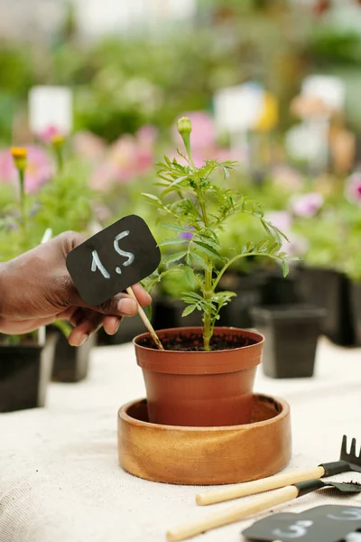 Close Florist Putting Price Tag Pot New Plant Selling Flower — Stock Photo, Image