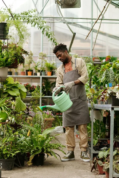 Африканский Молодой Садовник Униформе Поливая Зеленые Растения Поливочной Банкой Теплице — стоковое фото