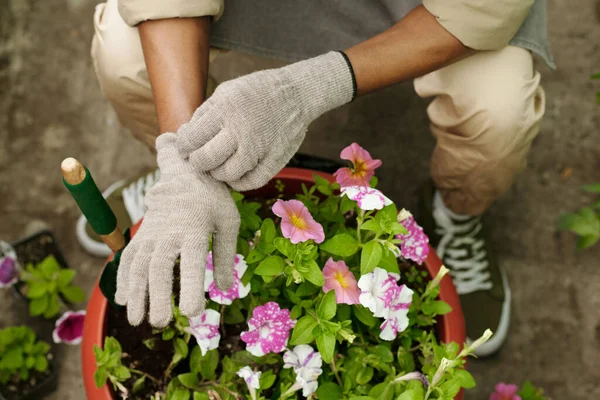 Nahaufnahme Von Florist Schutzhandschuhen Pflanzung Schöne Rosa Blumen Großen Topf — Stockfoto