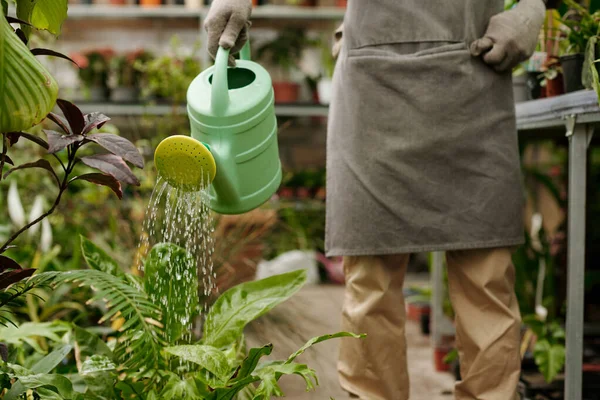 Primer Plano Del Jardinero Delantal Usando Regadera Para Regar Plantas — Foto de Stock