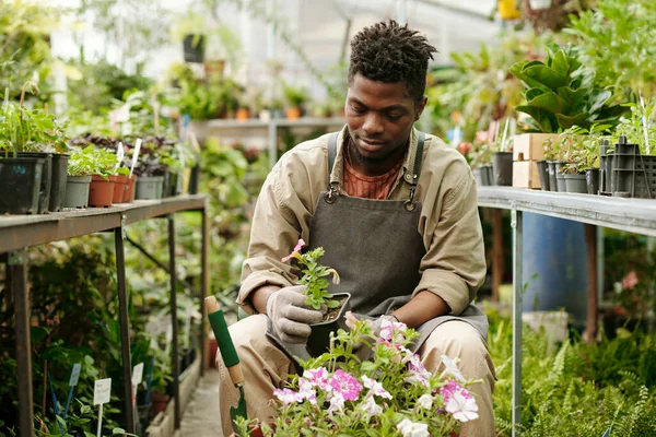 花屋での仕事中にピンクの花から花を咲かせるアフリカの男性花屋 — ストック写真