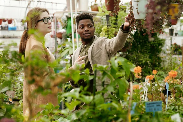 Afrykański Młody Architekt Krajobrazu Wybiera Rośliny Wraz Klientem Szklarni — Zdjęcie stockowe