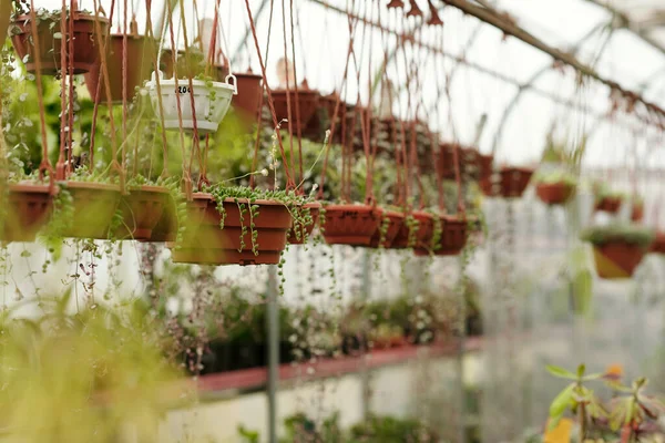 Çiçekçide Satılmak Üzere Plastik Kaplarda Asılı Yeşil Bitkilerin Yatay Görüntüsü — Stok fotoğraf