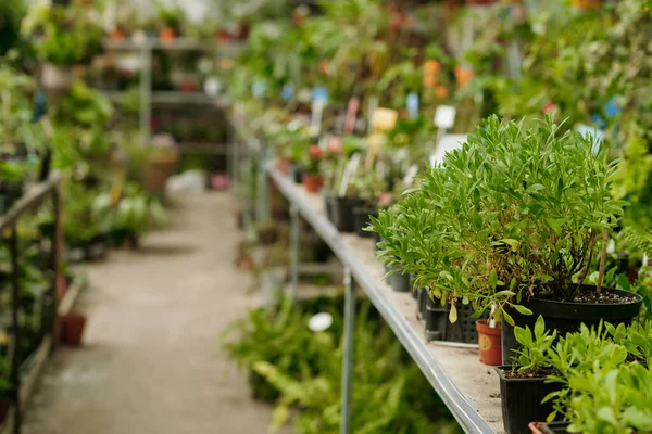 가게에서 줄지어 종류의 식물의 이미지 — 스톡 사진