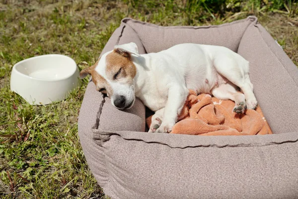 Lindo Gato Russell Terrier Durmiendo Cama Suave Cómoda Mascota Hierba —  Fotos de Stock