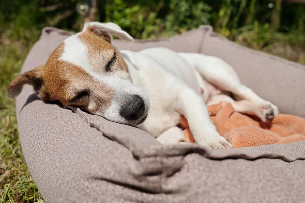 Cansado Jack Russell Terrier Cochilando Cama Macia Confortável Animal Estimação — Fotografia de Stock