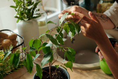Çiçek saksısında yetişen yeşil limon yapraklarına dokunan genç bir kızın eli annesiyle birlikte taze bitkileri tazeliyor.